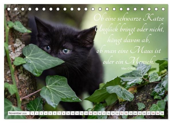 Produktbild: Kitten auf Entdeckungsreise (Tischkalender 2026 DIN A5 quer), CALVENDO Monatskalender