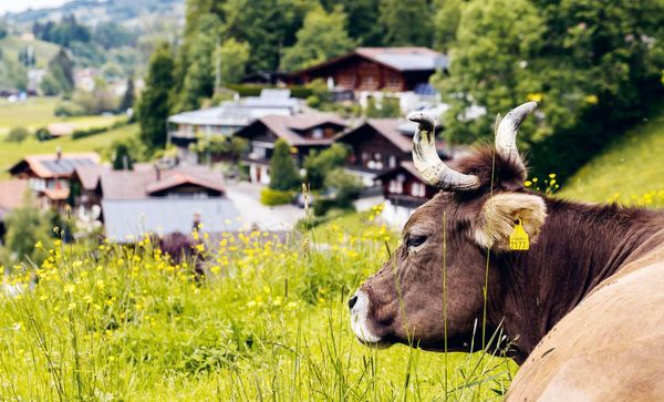 Produktbild: Ch&uuml;e, H&auml;rd&ouml;pfel & Heug&uuml;mper