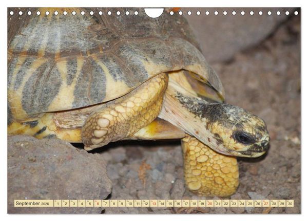 Produktbild: Schildkr&ouml;ten - Gepanzerte Urzeitwesen (Wandkalender 2026 DIN A4 quer), CALVENDO Monatskalender