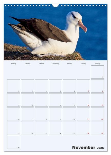 Produktbild: Wildes Leben auf Helgoland (Wandkalender 2026 DIN A3 hoch), CALVENDO Monatskalender