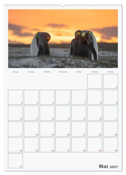 Produktbild: Alltag bei den Pinguinen auf Falkland (Wandkalender 2027 DIN A2 hoch), CALVENDO Monatskalender
