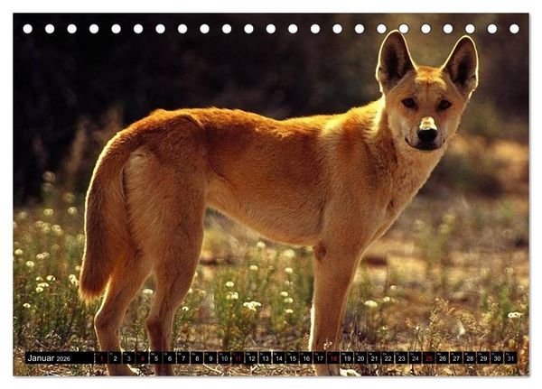 Produktbild: Australiens Tierwelt (Tischkalender 2026 DIN A5 quer), CALVENDO Monatskalender