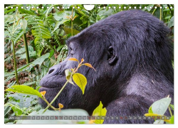 Produktbild: Gorillas ohne Nebel (Wandkalender 2026 DIN A4 quer), CALVENDO Monatskalender