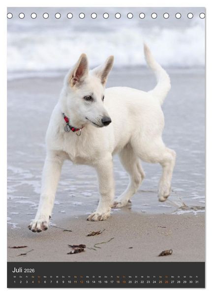 Produktbild: Berger Blanc Suisse - Freunde auf 4 Pfoten (Tischkalender 2026 DIN A5 hoch), CALVENDO Monatskalender