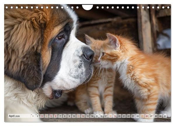 Produktbild: Hund und Katze - Tierische Freunde (Wandkalender 2026 DIN A4 quer), CALVENDO Monatskalender
