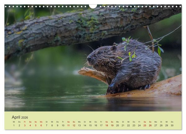 Produktbild: Faszination Biber (Wandkalender 2026 DIN A3 quer), CALVENDO Monatskalender