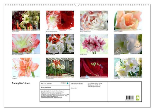 Produktbild: Amaryllis-Bl&uuml;ten (Wandkalender 2026 DIN A2 quer), CALVENDO Monatskalender