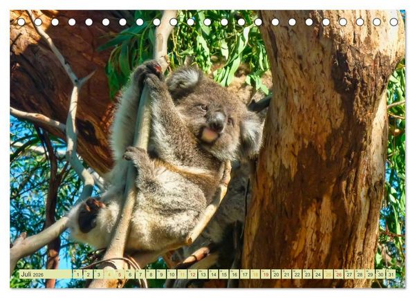 Produktbild: Koala - kleiner Teddy (Tischkalender 2026 DIN A5 quer), CALVENDO Monatskalender