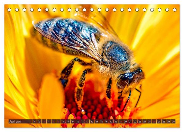 Produktbild: BIENEN - Kleine N&uuml;tzlinge ganz gro&szlig; (Tischkalender 2026 DIN A5 quer), CALVENDO Monatskalender