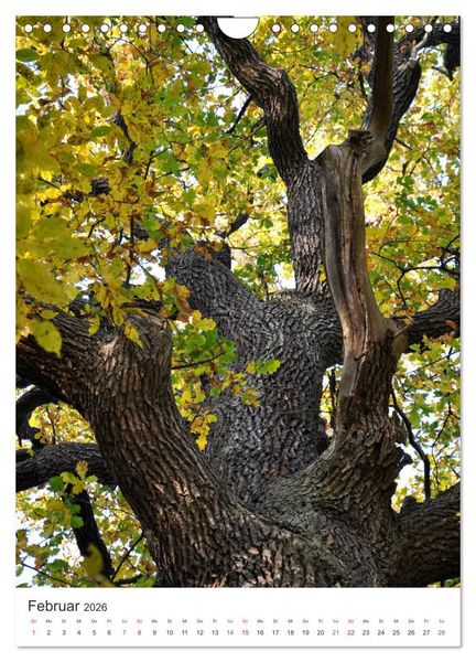 Produktbild: Faszination der Farben im Naturpark Lappwald (Wandkalender 2026 DIN A4 hoch), CALVENDO Monatskalender