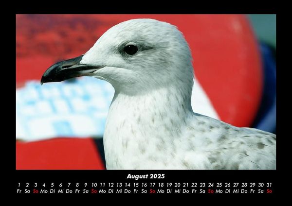 Produktbild: M&ouml;wen 2025 Fotokalender DIN A3