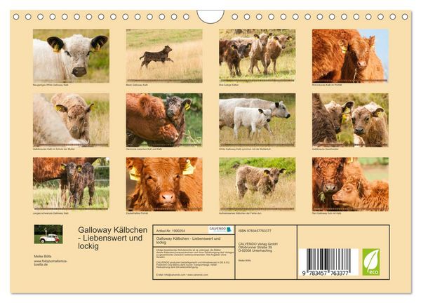 Produktbild: Galloway K&auml;lbchen - Liebenswert und lockig (Wandkalender 2026 DIN A4 quer), CALVENDO Monatskalender