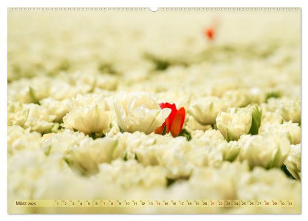 Produktbild: Tulpen - Hollands Stolz (Wandkalender 2026 DIN A2 quer), CALVENDO Monatskalender