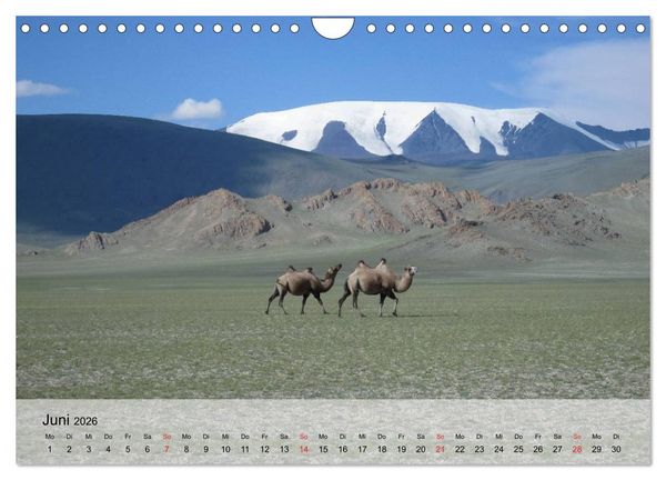 Produktbild: Kamele in der W&uuml;stensonne (Wandkalender 2026 DIN A4 quer), CALVENDO Monatskalender