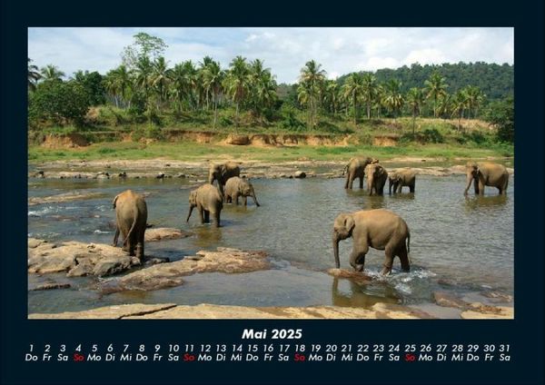 Produktbild: Tierkalender 2025 Fotokalender DIN A4