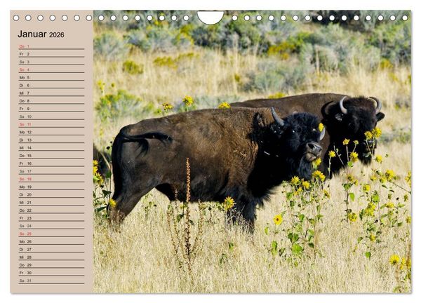 Produktbild: B&uuml;ffel. Wisent und Bison (Wandkalender 2026 DIN A4 quer), CALVENDO Monatskalender