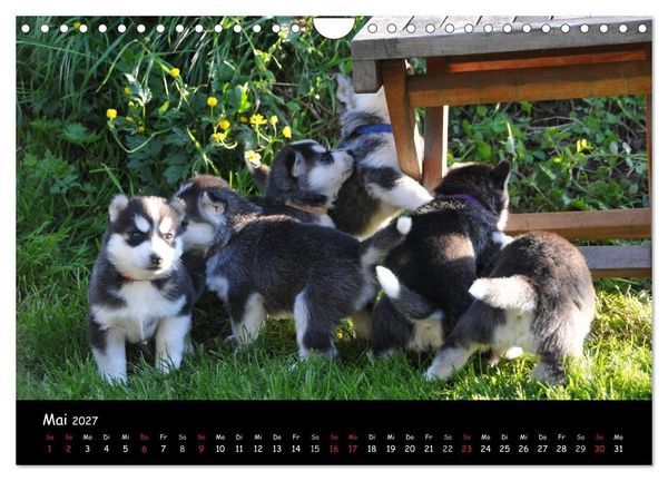 Produktbild: Huskys - Traumhunde (Wandkalender 2027 DIN A4 quer), CALVENDO Monatskalender