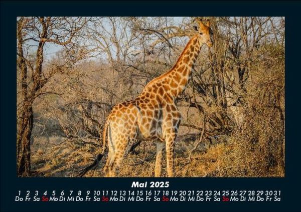 Produktbild: Giraffen 2025 Fotokalender DIN A5