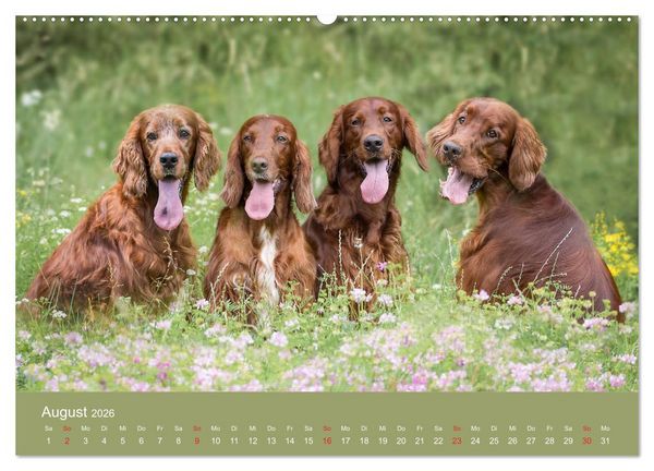 Produktbild: Setter - Geliebter Freund und Jagdkamerad (hochwertiger Premium Wandkalender 2026 DIN A2 quer), Kunstdruck in Hochglanz
