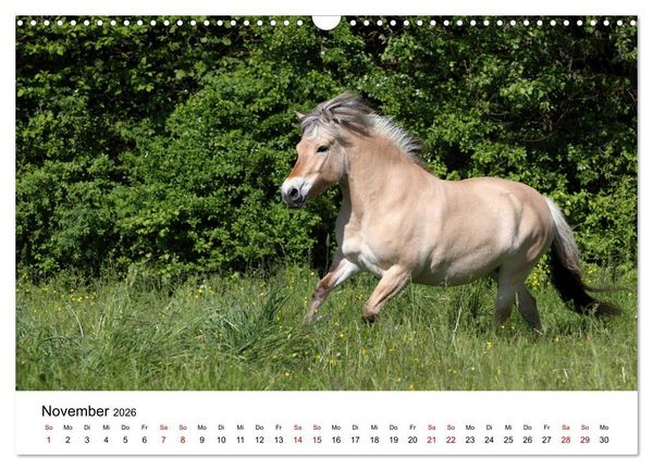 Produktbild: Pferde - im Galopp durch's Jahr 2026 (Wandkalender 2026 DIN A3 quer), CALVENDO Monatskalender