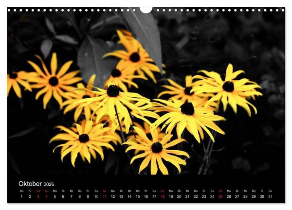 Produktbild: schwarz/wei&szlig; trifft farbe (Wandkalender 2026 DIN A3 quer), CALVENDO Monatskalender