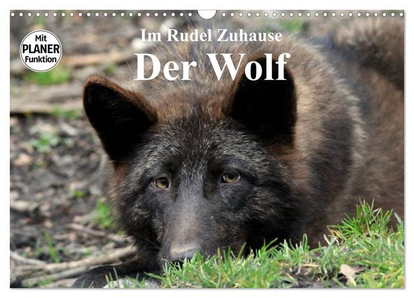 Im Rudel Zuhause - Der Wolf (Wandkalender 2026 DIN A3 quer), CALVENDO Monatskalender