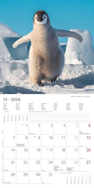 Pinguine 2026 - Broschürenkalender 30x30 cm (30x60 geöffnet) - Kalender mit Platz für Notizen - Penguins - Bildkalender - Wandplaner - Wandkalender