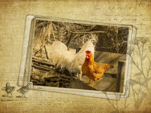 Produktbild: CALVENDO Puzzle Ein Motiv aus dem Kalender French Vintage Country | 1000 Teile Lege-Gr&ouml;&szlig;e 64x48cm Foto-Puzzle f&uuml;r gl&uuml;ckliche Stunden