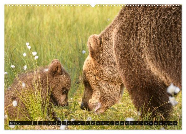 Produktbild: Braunb&auml;ren in Europa (hochwertiger Premium Wandkalender 2026 DIN A2 quer), Kunstdruck in Hochglanz