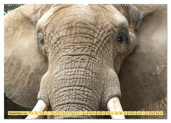 Produktbild: Tiere Schau mir in die Augen (Wandkalender 2026 DIN A2 quer), CALVENDO Monatskalender
