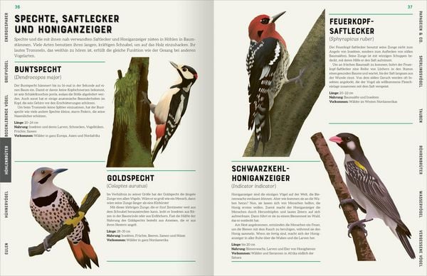 Produktbild: Das gro&szlig;e Lexikon der V&ouml;gel