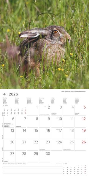 Geheimnisvolles Waldleben 2026 - Broschürenkalender 30x30 cm (30x60 geöffnet) - Kalender mit Platz für Notizen - Forest Animals - Bildkalender - Wandk