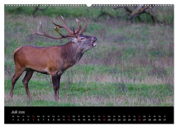 Produktbild: Der Rothirsch, K&ouml;nig der W&auml;lder (hochwertiger Premium Wandkalender 2026 DIN A2 quer), Kunstdruck in Hochglanz