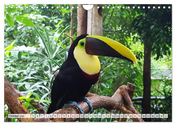 Produktbild: Costa Rica - Lebensfreude pur (Wandkalender 2026 DIN A4 quer), CALVENDO Monatskalender