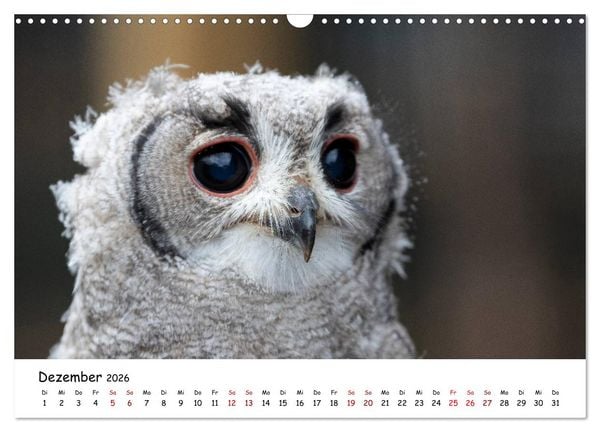 Produktbild: Eulen 2026 (Wandkalender 2026 DIN A3 quer), CALVENDO Monatskalender
