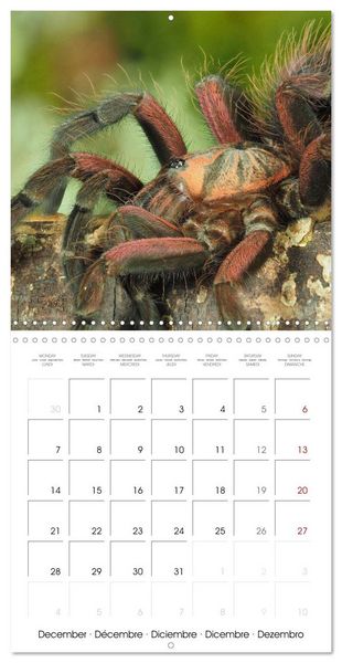 Produktbild: Spider synphony (Wall Calendar 2026 12 &times; 12 Inch) CALVENDO 12 Month Wall Calendar