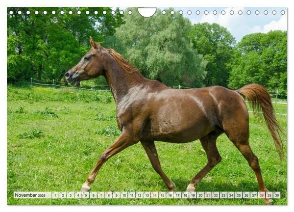 Produktbild: Edle Pferde - ausgelassen und unbeschwert (Wandkalender 2026 DIN A4 quer), CALVENDO Monatskalender