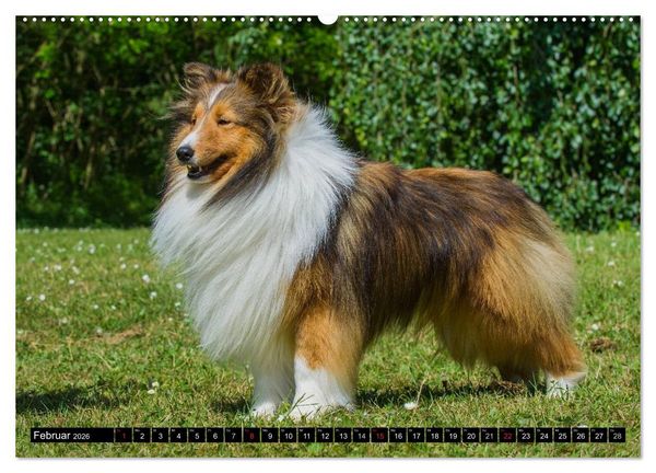 Produktbild: Traumhund Sheltie (hochwertiger Premium Wandkalender 2026 DIN A2 quer), Kunstdruck in Hochglanz