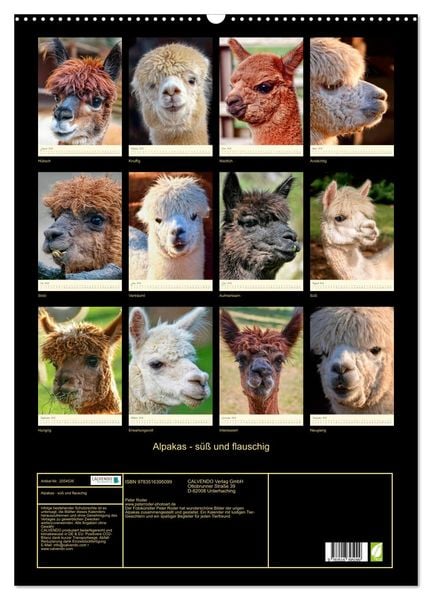 Produktbild: Alpakas - s&uuml;&szlig; und flauschig (Wandkalender 2026 DIN A2 hoch), CALVENDO Monatskalender