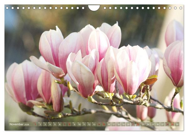 Produktbild: A Magnolia Dream (Wall Calendar 2026 DIN A4 landscape), CALVENDO 12 Month Wall Calendar
