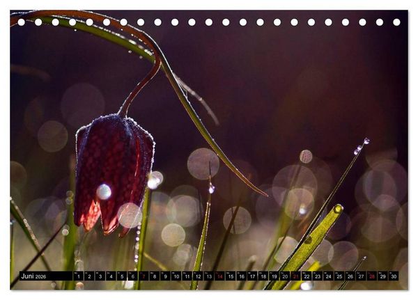 Produktbild: Die Schachbrettblume (Tischkalender 2026 DIN A5 quer), CALVENDO Monatskalender