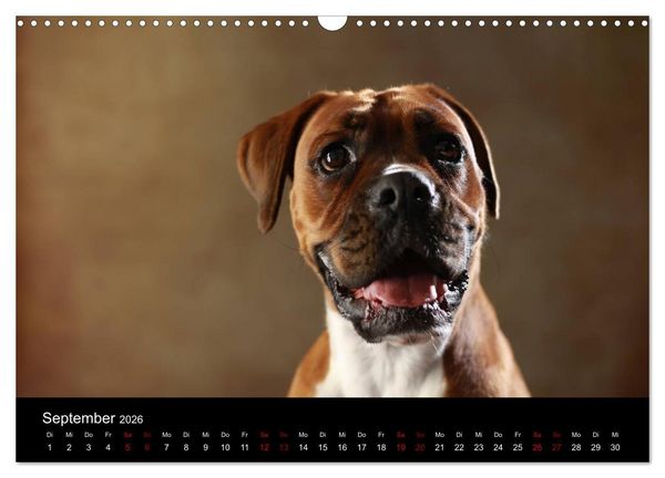 Produktbild: Liebenswerte Boxer (Wandkalender 2026 DIN A3 quer), CALVENDO Monatskalender