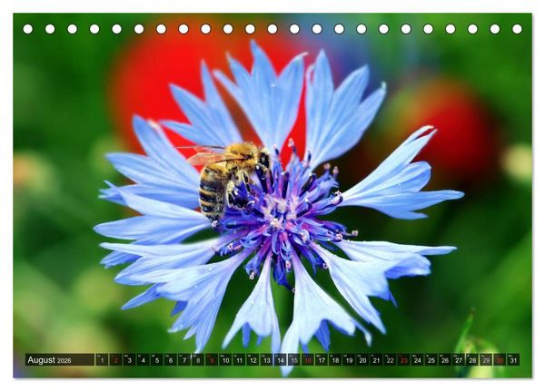 Produktbild: Farbtupfer auf sommerlichen Feldern - Mohn und Kornblumen (Tischkalender 2026 DIN A5 quer), CALVENDO Monatskalender
