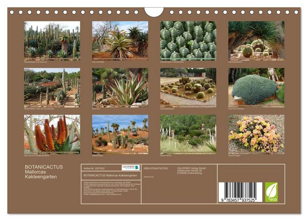 Produktbild: BOTANICACTUS Mallorcas Kakteengarten (Wandkalender 2026 DIN A4 quer), CALVENDO Monatskalender