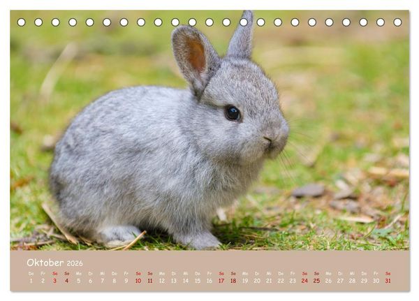 Produktbild: Flauschige Fellkn&auml;uel (Tischkalender 2026 DIN A5 quer), CALVENDO Monatskalender