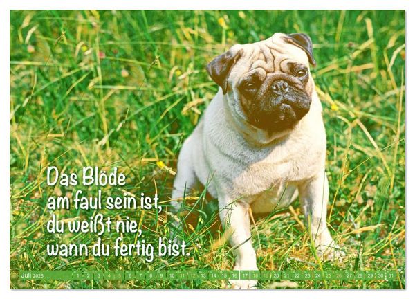Produktbild: Der Mops: Nicht klein, sondern aufs Wesentliche reduziert. (Wandkalender 2026 DIN A4 quer), CALVENDO Monatskalender