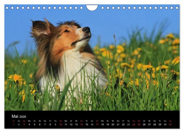 Produktbild: Shelties 2026 (Wandkalender 2026 DIN A4 quer), CALVENDO Monatskalender