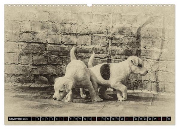 Produktbild: Parson Jack Russel Welpen (Wandkalender 2026 DIN A2 quer), CALVENDO Monatskalender