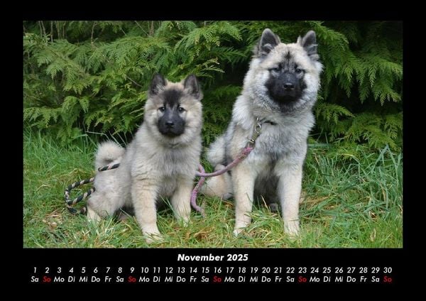 Produktbild: Welpen 2025 Fotokalender DIN A3