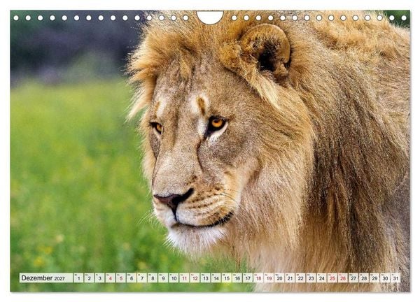 Produktbild: Afrikas Tierwelt - L&ouml;wen (Wandkalender 2027 DIN A4 quer), CALVENDO Monatskalender